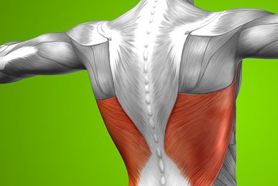 De latissimus dorsi, ook wel bekend als de “lats”, is een grote spier die zich uitstrekt van de wervelkolom tot aan de bovenarm en de schouderblad. De lats spelen een belangrijke rol bij het naar beneden trekken van de schouders, het roteren van de romp en het stabiliseren van de wervelkolom. Ze worden vaak geassocieerd met een “V-shape” in het bovenlichaam bij krachtsporters en bodybuilders.